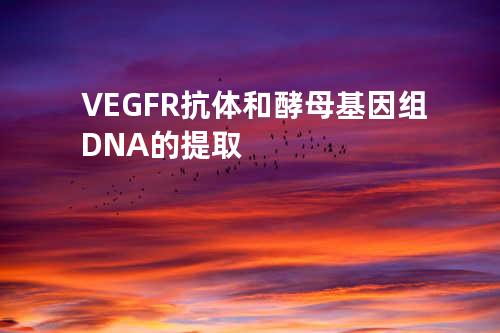 VEGFR抗体和酵母基因组DNA的提取